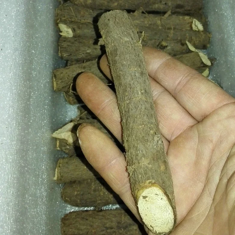 99% purity pao tong fast growing tree seeds paulownia elongata root cutting