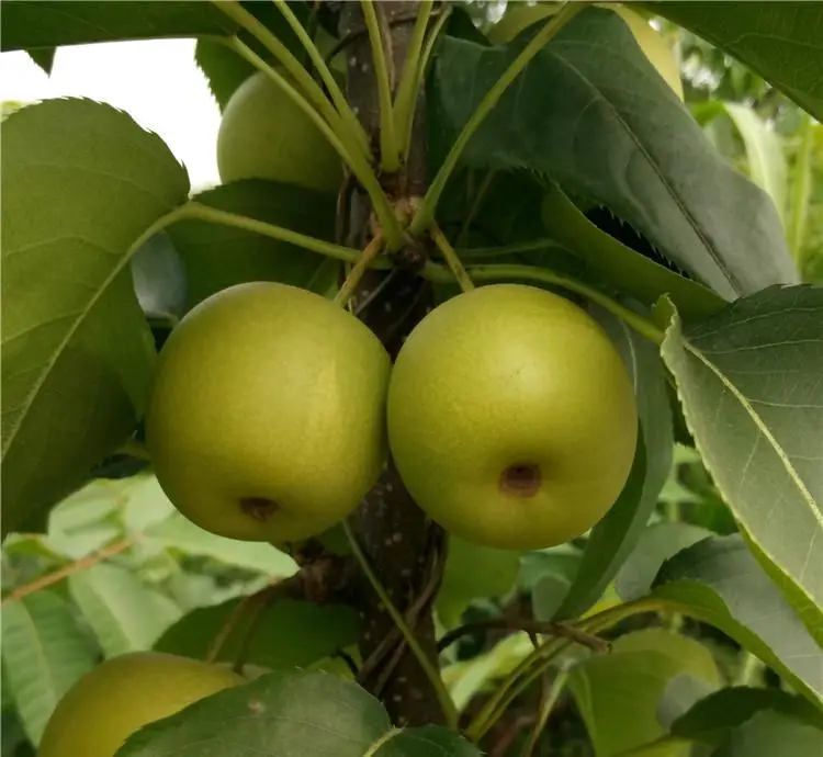 Разновидности саженцев фруктовых деревьев груши из китайской фермы по низкой цене на продажу