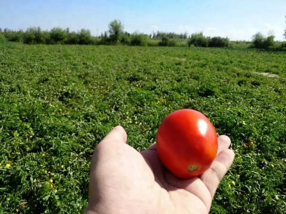 tomato paste china  36/38 brix 2023 crop cold break with competitive price