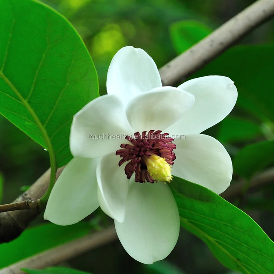 Лидер продаж 2021, семена магнолии шиболда