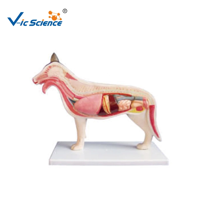 biology animal anatomy model anatomical medical dog model medical science education model