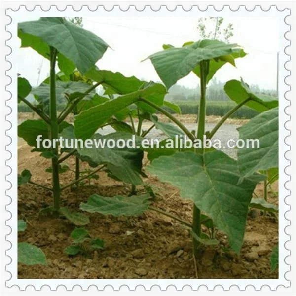Pao tong paulownia seed