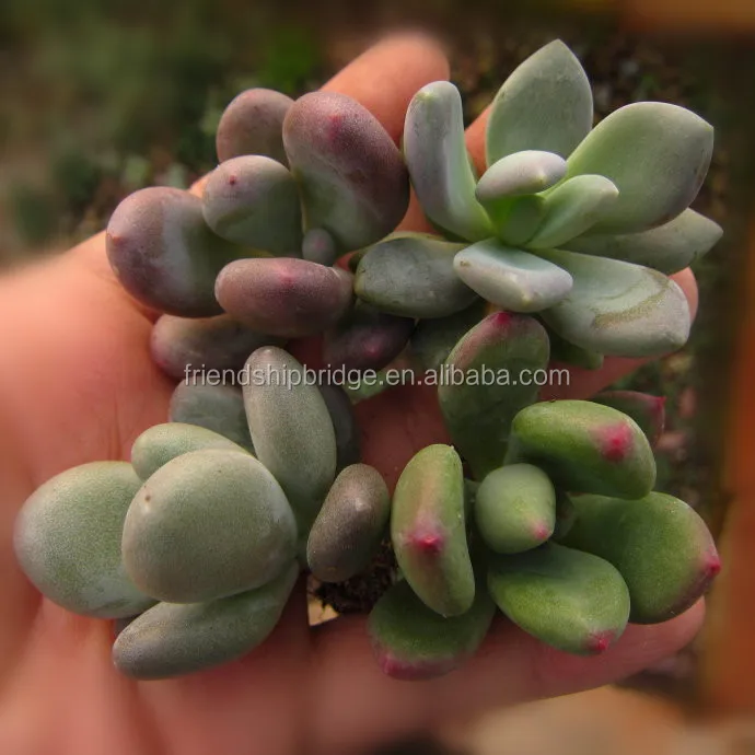 Pachyphytum Dr Cornelius bonsai