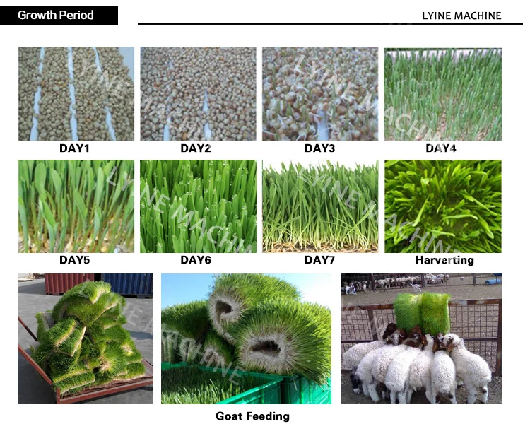LYINE Hydroponics Greenhouse DWC Hydroponic System Industrial Seed Sprout Machine With Hydroponics Grow Kit