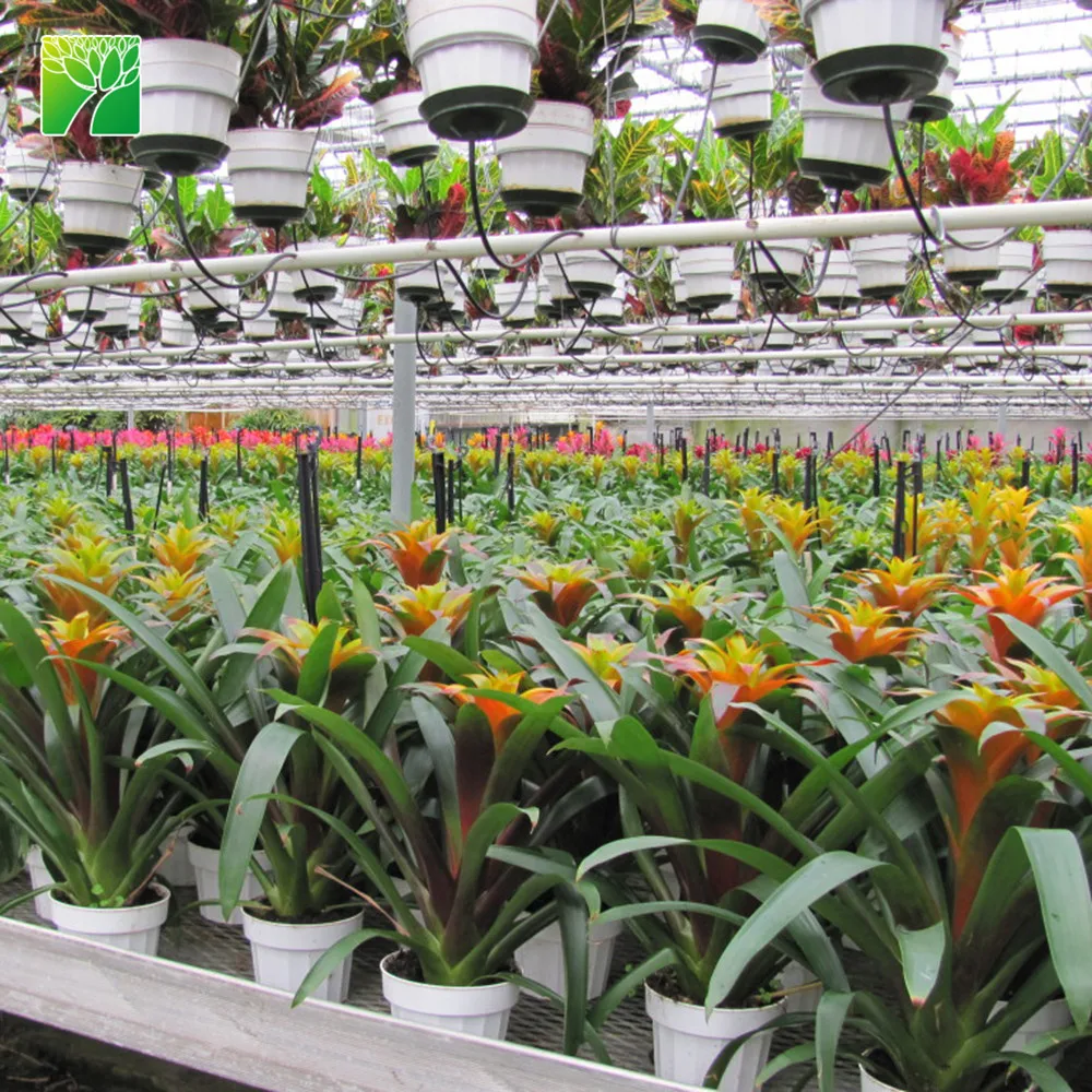 Hot sale indoor decoration perennial flower plant tufted airplant Guzmania atilla