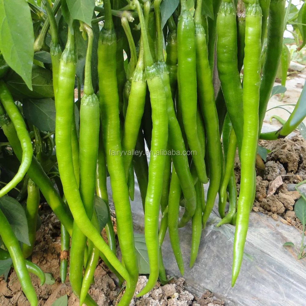 Семена гибридного перца-длинный прямой