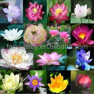 Blue Lotus Flower Seed Water Lily Seeds For Growing