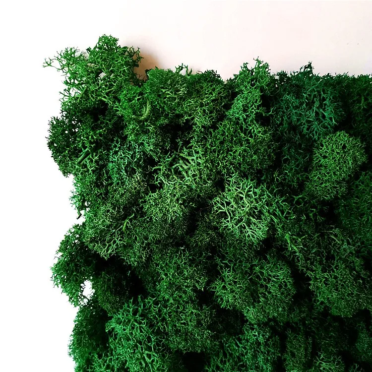 
Wholesale 500g high quality decor preserved moss 