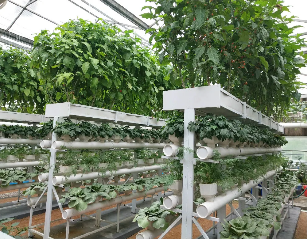 Low cost agricultural hydroponics PC Sheet greenhouse for strawberry/tomato/lettuce/cucumber growing
