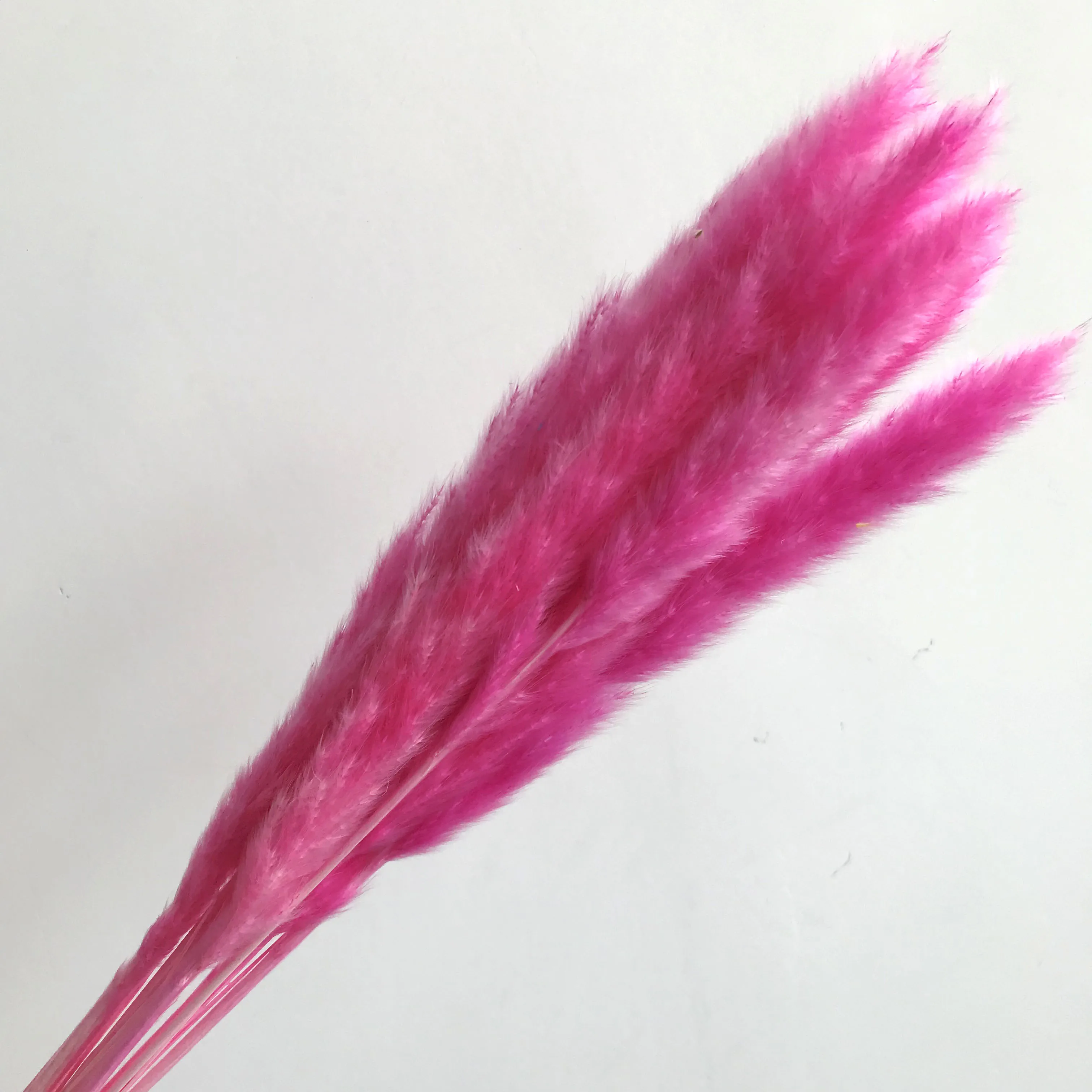 dried flowers painting dried flowers singapore