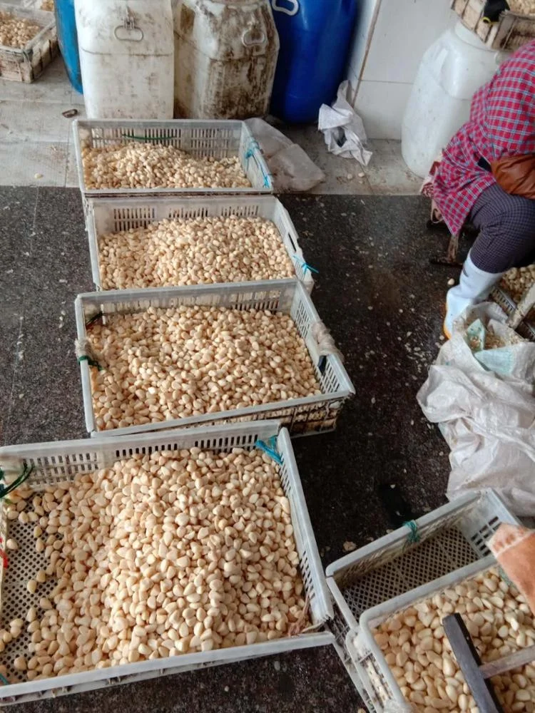 
350-450 pcs/kg Pickled Garlic Cloves In Brine 