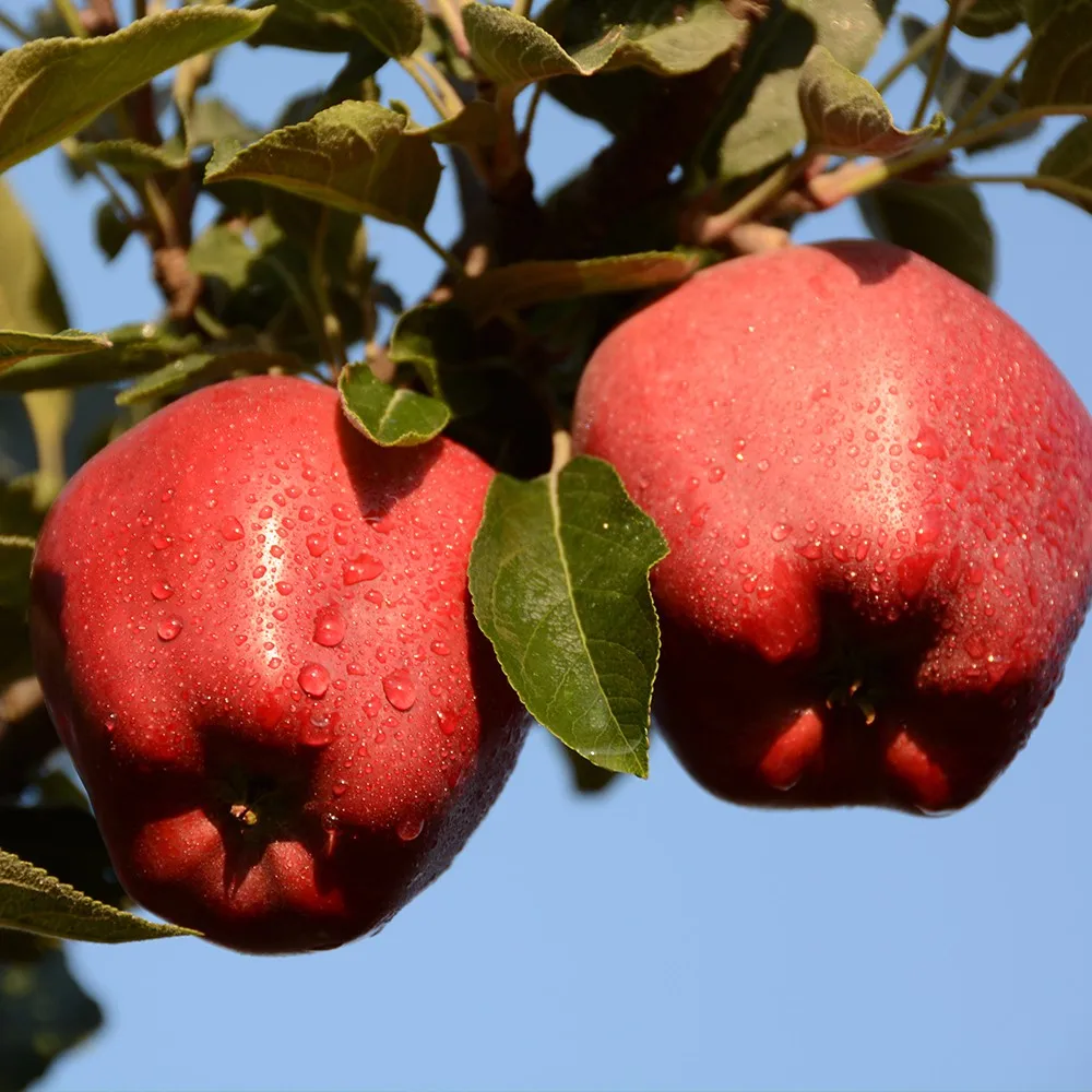 
Red delicious fresh apple export for India 