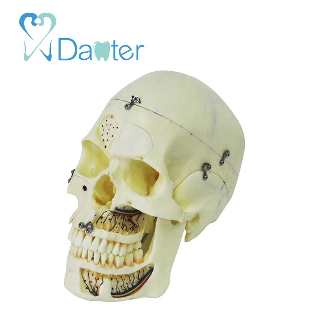hot sell medical anatomical skull model with lock