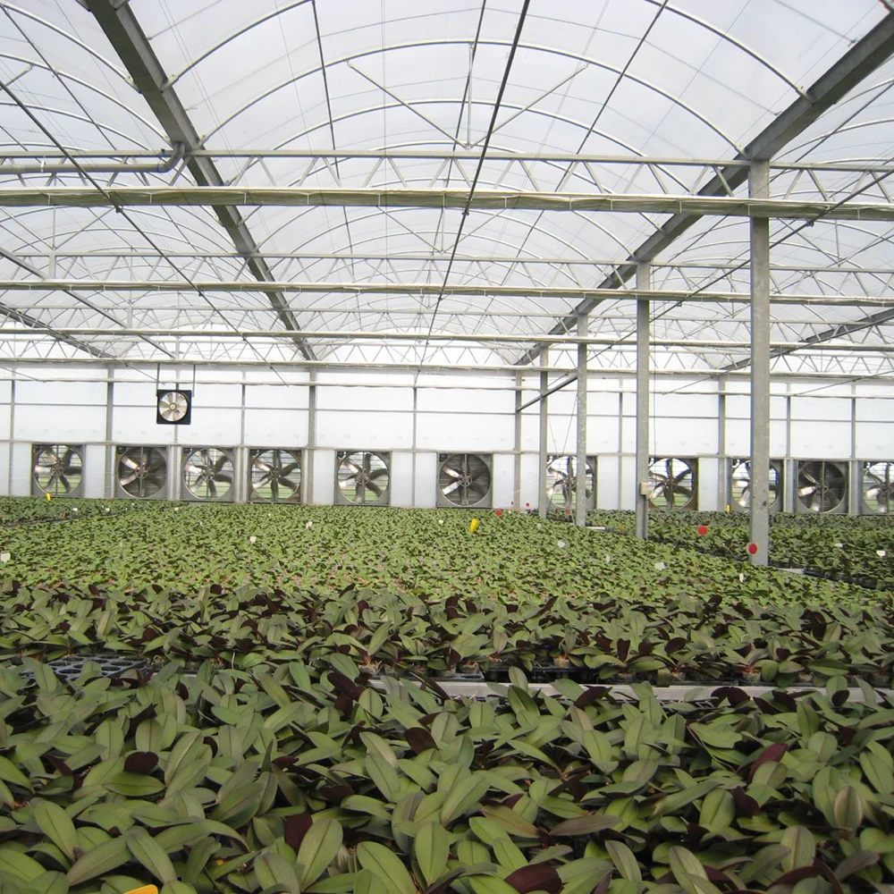 Professional Supplier Tunnel Film Greenhouse with Control System