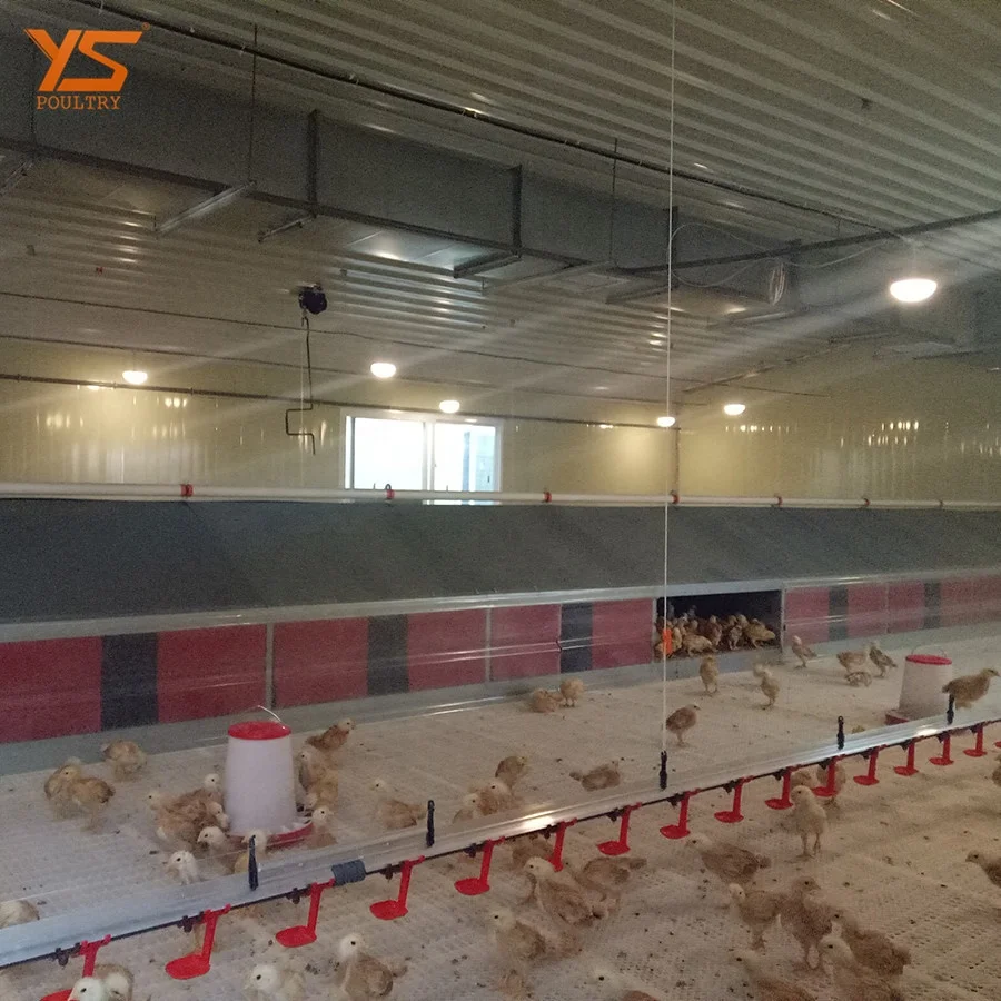 
Modern Automatic breeder floor/ ground feeding system 