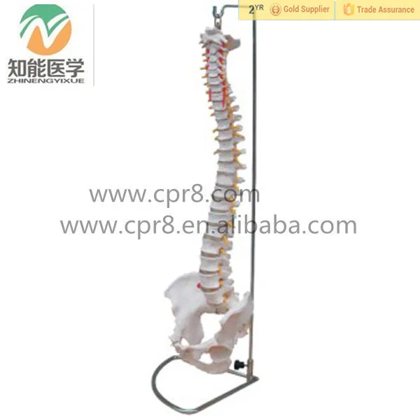 Bix-a1014 Flexible Life Size Human Skeleton Spine Model Cpr Trainer