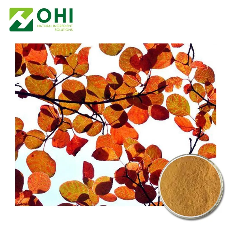 Rhus succedanea L powder extract Fisetin 98% HPLC