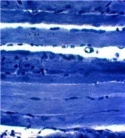 Animal Tissue Microscope Slide Set for Quality Teaching Research Zoology Histology Prepared Slides