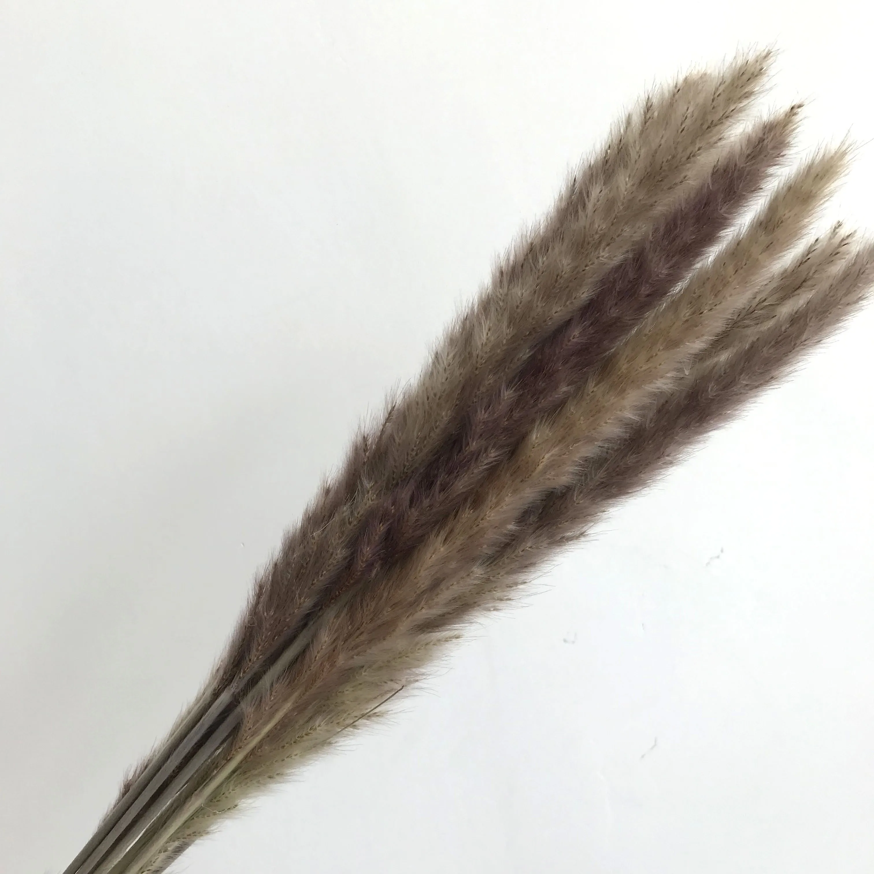 
dried flowers painting dried flower bulk 