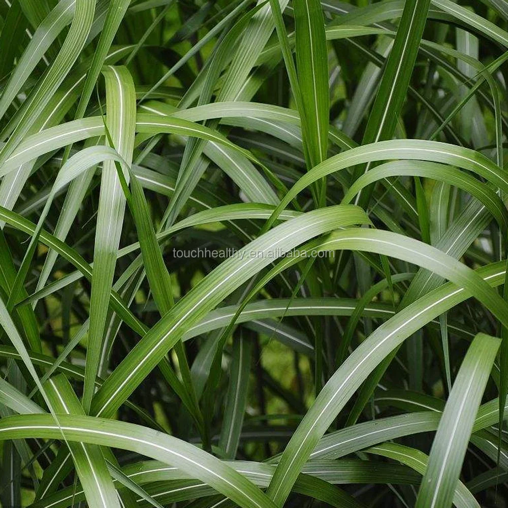 2021 Pennisetum purpureum Schum grass seeds forage seeds