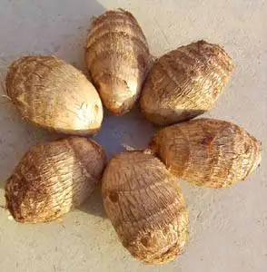 
china fresh taro root 