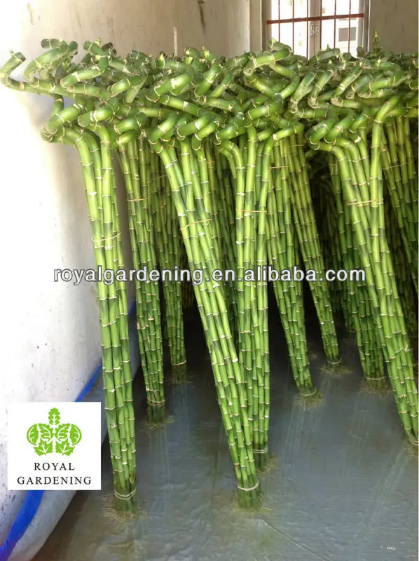 
Lucky bamboo ( Dracaena Sanderiana) Spiral shape factory 