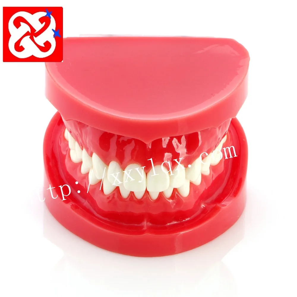 Standard dental model with natural size in red white  OEM logo orthodontic models denture model