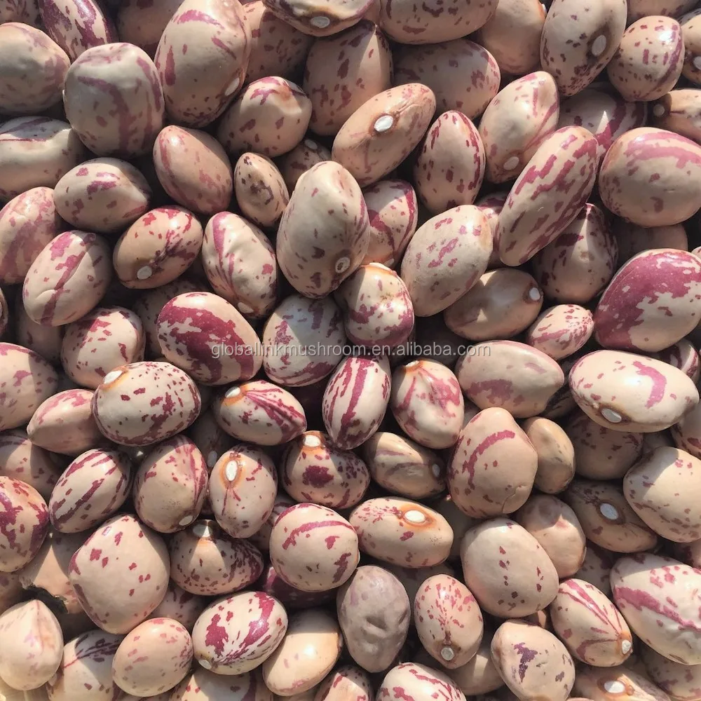 New Crop Light Speckled Kidney Beans American Round
