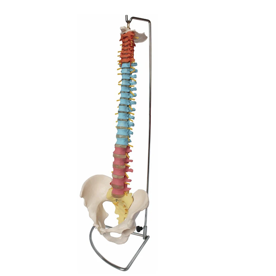Didactic Vertebral Column with Pelvis Model, Spine Anatomical Model