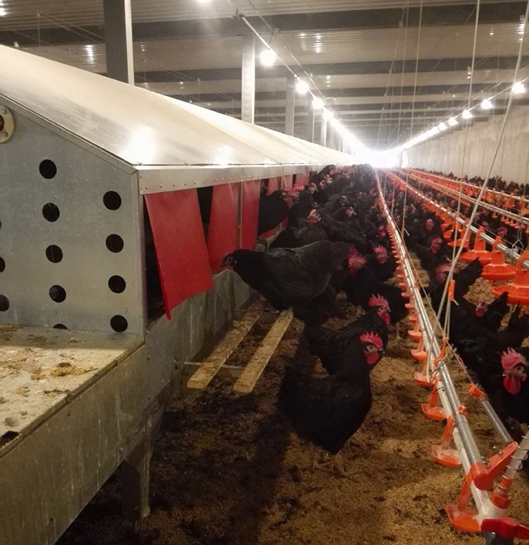 
Modern Automatic plastic breeder floor/ ground rasing system 