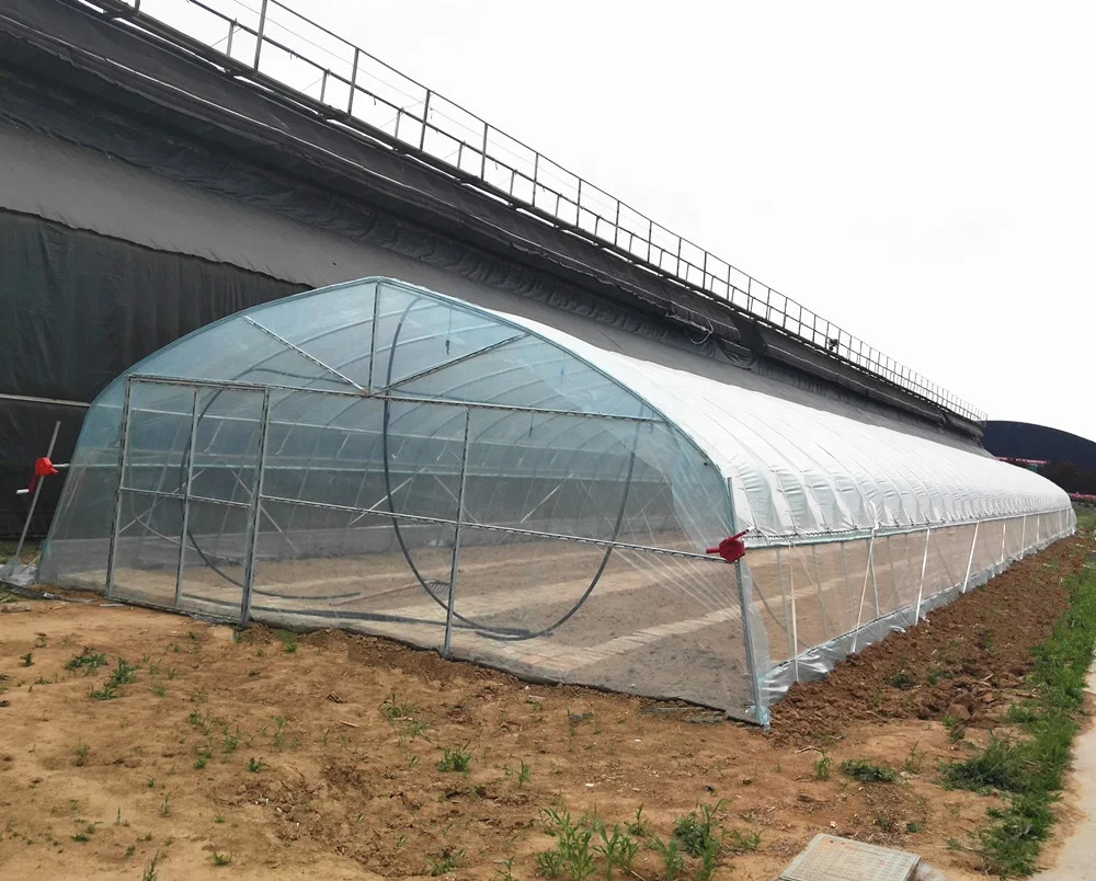 Low Factory Price Single-Span Tunnel  Plastic  Film Greenhouse for Hydroponics and Fruit Planting