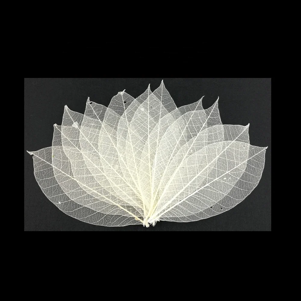 Листья скелета-упаковка из 100 натурального каучука, листья дерева