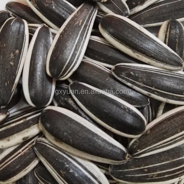 Chinese new crop sunflower seeds