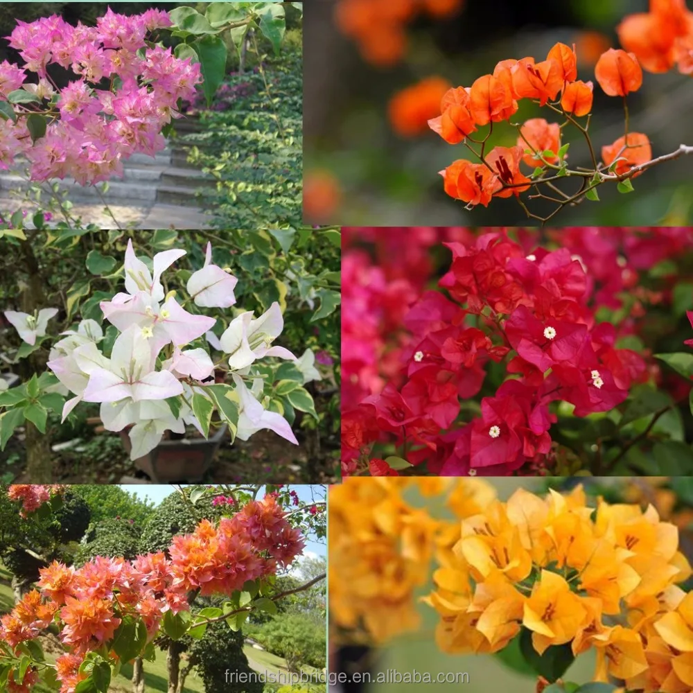 Bougainvillea Potted Plants, white, purple, double colour Bonsai