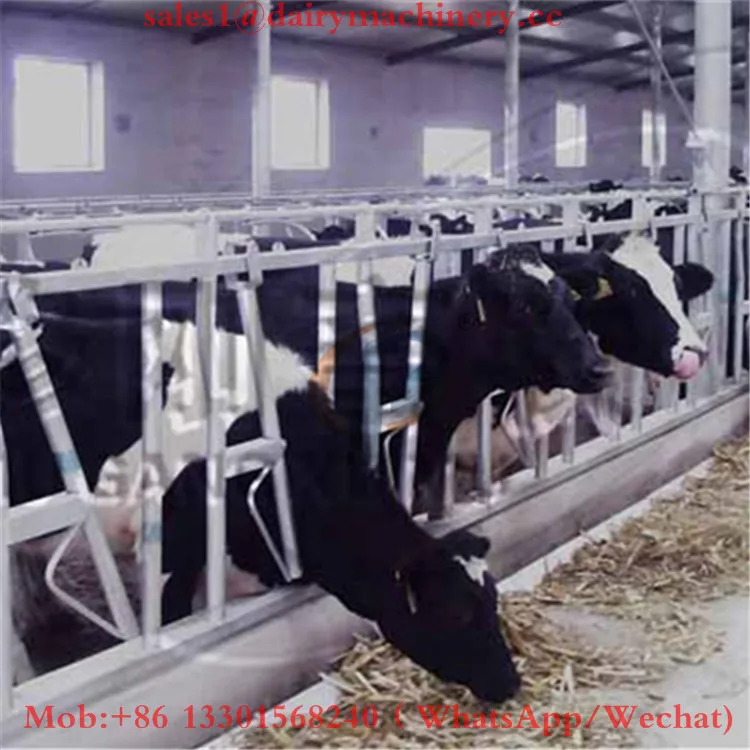 jersey cow headlock used cattle farming equipment for sale