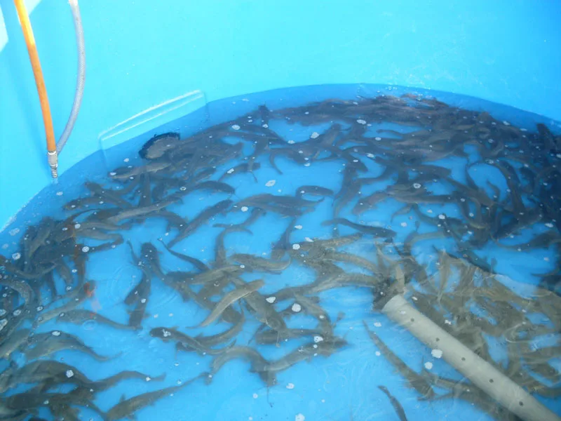 Индивидуальные 1000 2000 до 100000 литров пластиковый аквариум для рыбной фермы производители из стекловолокна с ISO