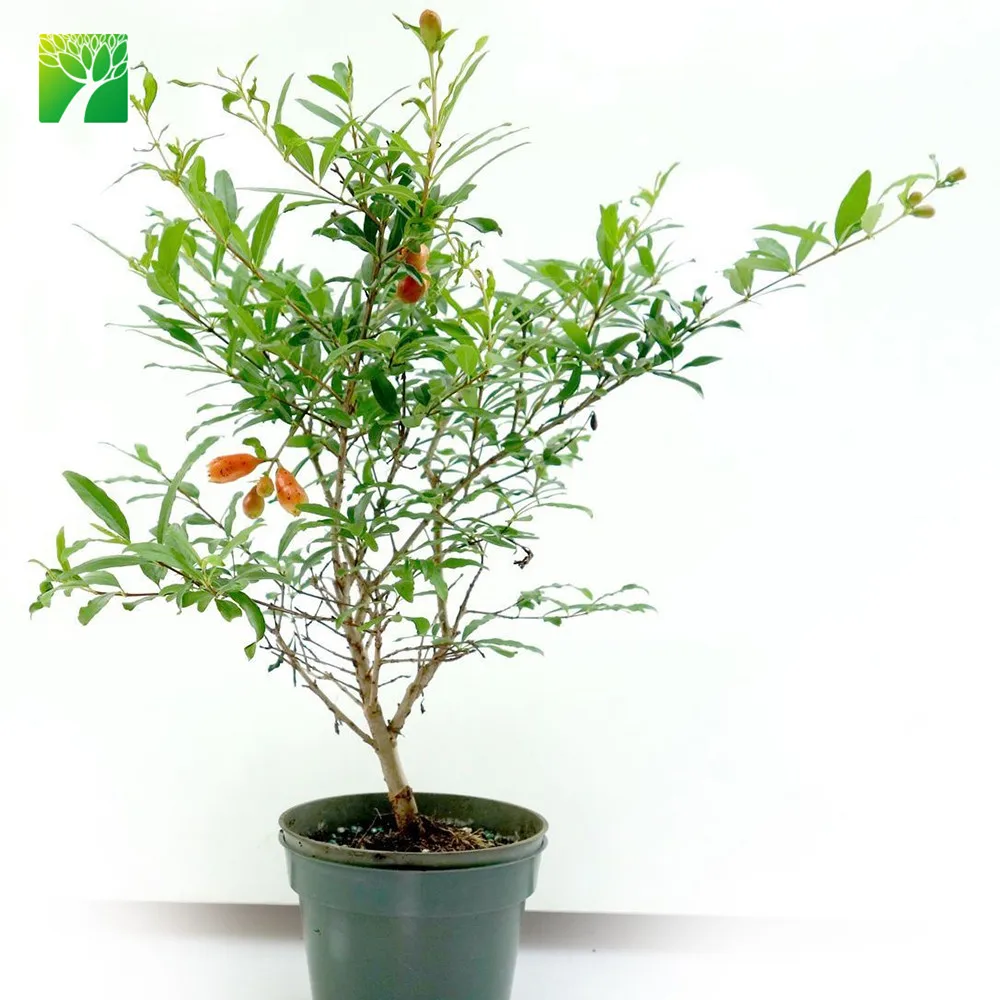 Недорогая рассада фруктовых растений, гранат, гранат