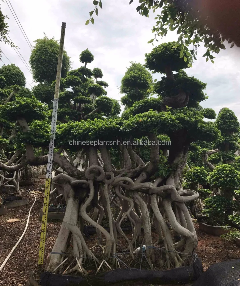 
 Большой Бонсай Фикус микрокарпа, форма корня дракона, живые растения для детской комнаты  