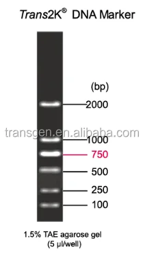 Trans2K DNA Marker