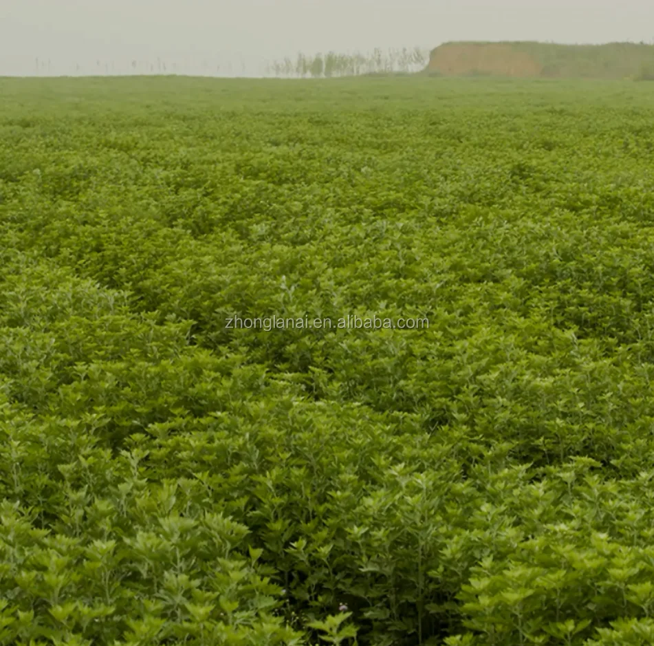 
Mugwort herb wormwood dried leaves moxa foot soaking bodysoak health care body care 