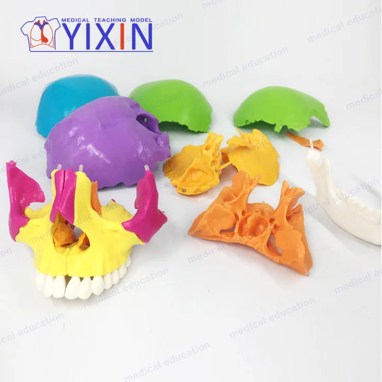 
Skull colorseparation model skull anatomical model detachable 22 part skull mold 