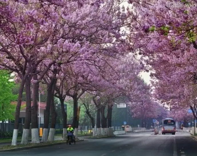 
Fresh live paulownia elongata tree roots segments 