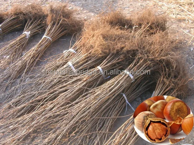 
Cold resistant Hybrid Hazelnut tree seedlings 
