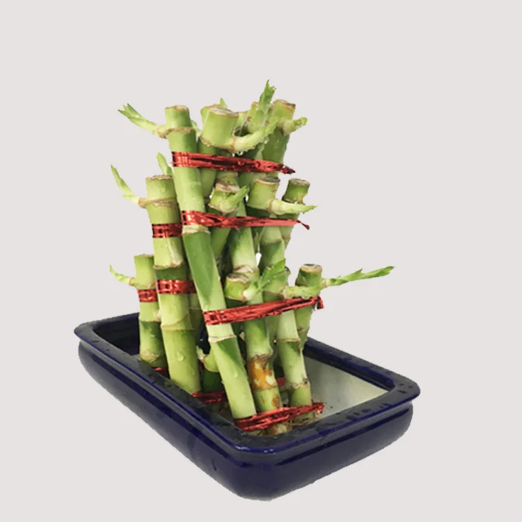 
hot sale pyramid dracaena lucky bamboo 5 layers sanderiana fengshui plants 