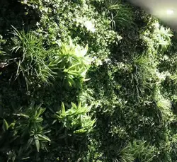 Thick artificial foliage hedge vertical artificial green wall indoor