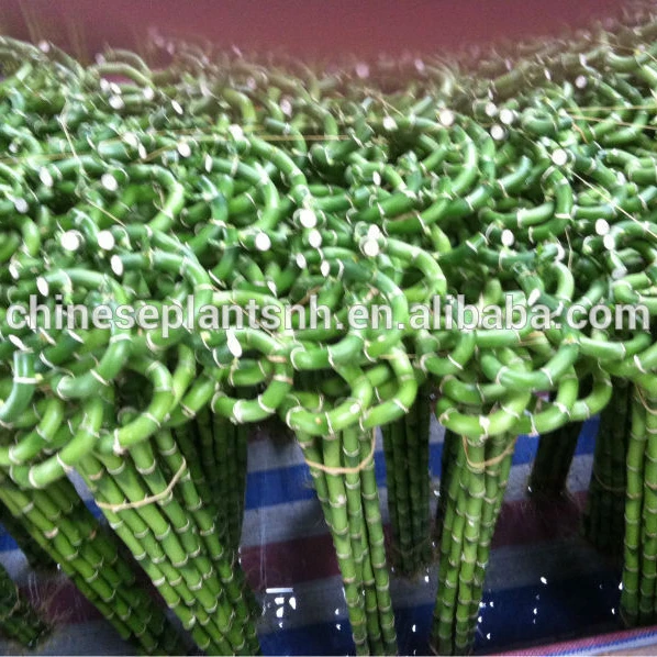 
Spiral Lucky Bamboo, Dracaena Sanderiana 