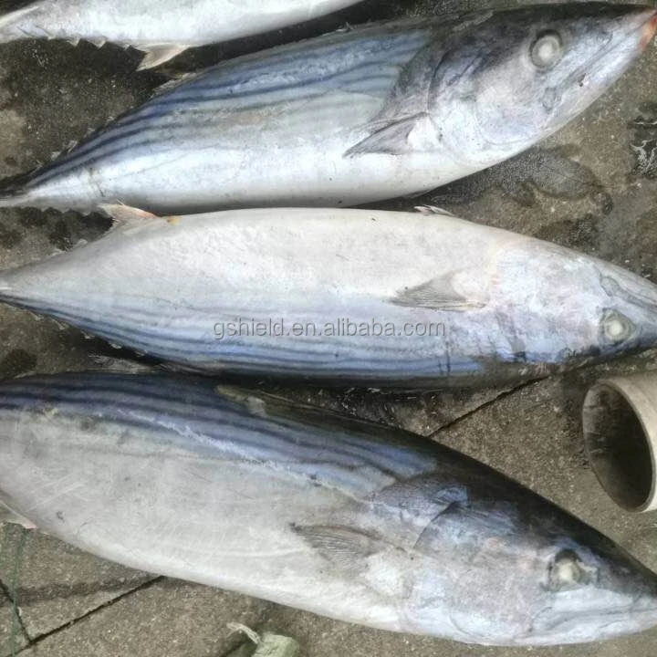 2019 new coming oriental bonito/ striped bonito / bonito tuna fish low price good quality