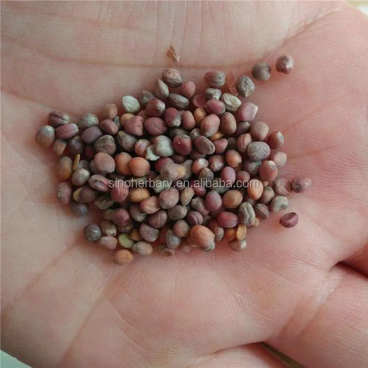 2021 Delicious Microgreens MS NO.16 Microgreen Seeds, Organic Radish Seeds For Germination