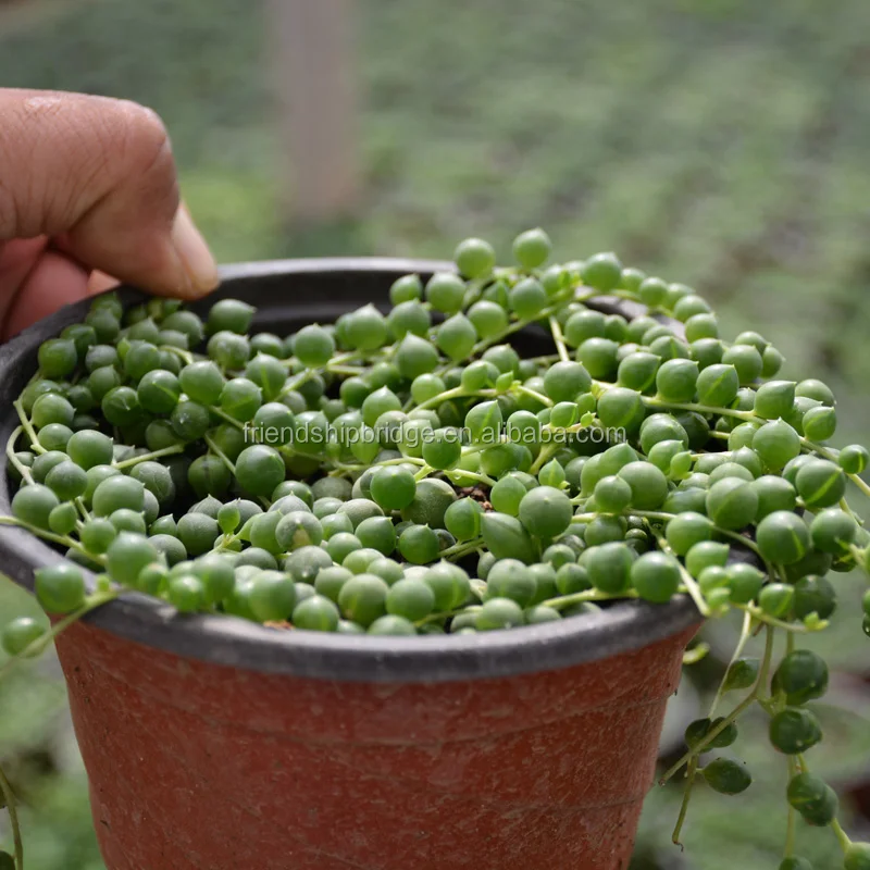 
Senecio rowleyanus bonsai 