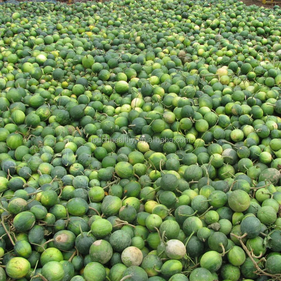 
2021 змеиная Тыква фрукт/Trichosanthes kirilowii максимальные Семена/семена плодов трихозанта 